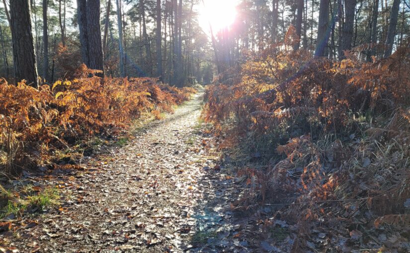 Après les fêtes et noël c'est la période des vœux 2023 et des bonnes résolutions avec le Comité des Fêtes de Fontaine le Port pour que la forêt est belle